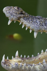 Alligator Teeth